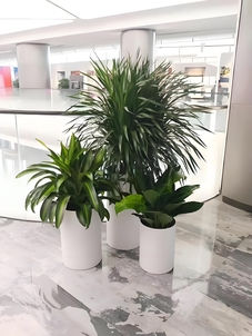 宁波海曙植物出租，价格实惠超乎想象！亡